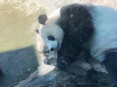 -沈阳森林动物园