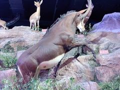 -陕西自然博物馆