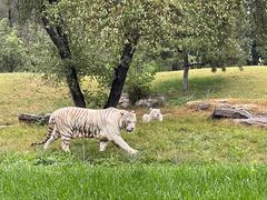 -北京野生动物园