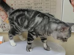 -瑞派康怡24h宠物医院·犬猫医疗中心·微创绝育(瑞景分院)