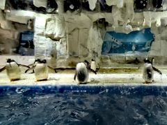 -华夏文旅海洋公园