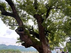 -东梓关景区村庄