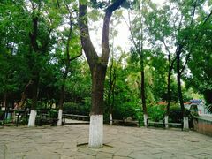 -绵阳人民公园(涪城区)