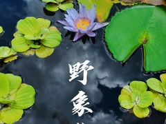 -野象谷景区