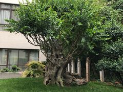 -亮宝楼国宴+文化陕菜