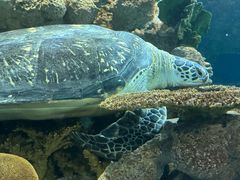 -上海海洋水族馆
