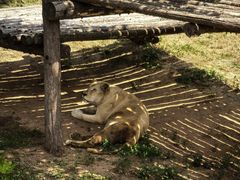 -西霞口神雕山野生动物世界