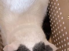 -贝康宠物医院·犬猫全科·小动物特色诊疗中心(东环路店)