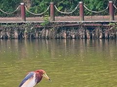 -深圳仙湖植物园