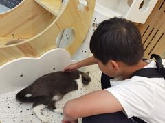 -猫域·湾主题猫咖·宠物吧(南坪城市广场店)
