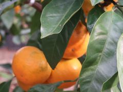 -前小桔亲子创意农场·草莓采摘·露营烧烤