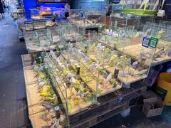 -青石桥花鸟鱼虫市场(叠翠城店)