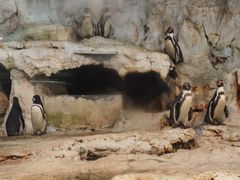 -帝企鹅自助餐厅•儿童岛•真企鹅(长隆企鹅酒店)