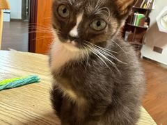 -楼上猫咖(罗湖店)