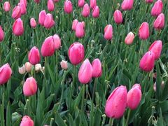 iphone_upload_pic-上海鲜花港