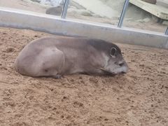 -西霞口神雕山野生动物世界