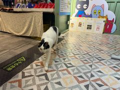 -猫咪博物馆(顶澳仔猫街店)