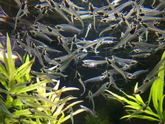 -迪拜水族馆及水下动物园