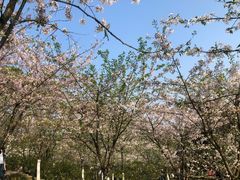 -南山植物园
