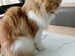 -喵园·猫主题咖啡厅·撸猫·猫咖(国贸店)