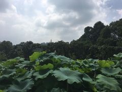 -南山植物园