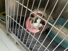 -嘉馨宠物医院·CT影像转诊·心脏科·犬猫全科诊疗中心(下沙大学城院区)