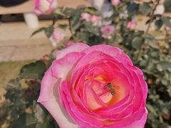 -人民公园(罗湖区)