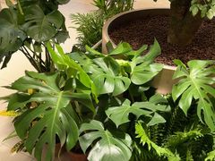 -卡朋西餐(悦汇城店)