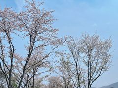 -羊山湖公园