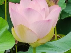 -莲花池公园