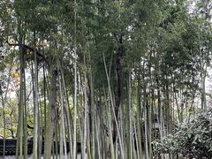 -秋霞圃
