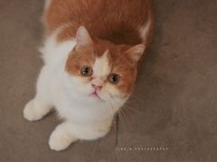 -飞行喵MR PILOT|猫舍·猫咖(静安大融城店)