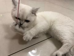 -鼓捣猫呢主题猫咖店