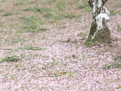 -上海辰山植物园