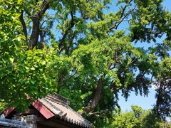 -浮来山风景区