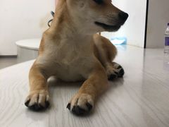 -浣熊柯尔鸭土拨鼠·电玩咖