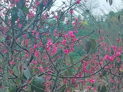 -深圳仙湖植物园