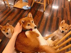 -豆柴町-柴犬主题狗咖(红鼎国际C座店)