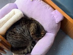 -伟伟宠物医院·瑞派猫友好医院·猫科(光谷店)