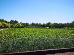 -天津东丽湖风景区