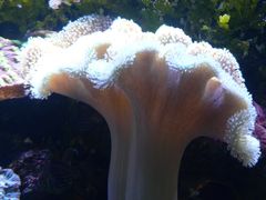 -悉尼海洋生物水族馆