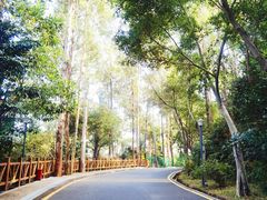 -银湖山郊野公园-相思林