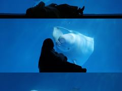 -海合安成都极地海洋公园