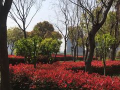 -南翔镇银翔湖公园