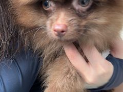 -瑞派申生动物医院·24H夜诊·国际动物医疗中心·骨外科(吴中路店)