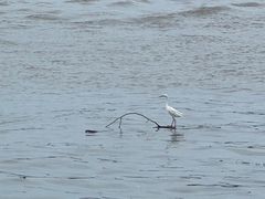 -白天鹅宾馆·流浮阁咖啡厅