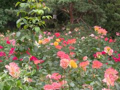 -莲花池公园