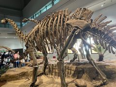 -自贡恐龙博物馆