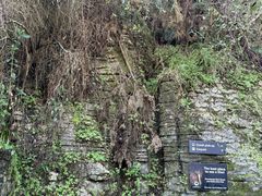 -怀托摩萤火虫洞