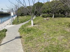 -高东镇樱花园